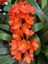 Clivia Miniata ORANGE
