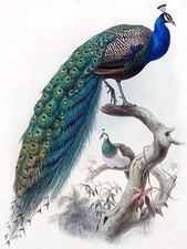 Bird peacock D. Elliot Tile