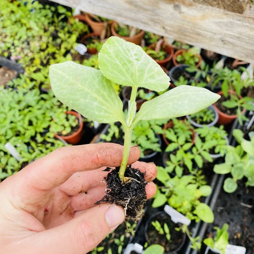 Butternut squash organic - organic, 2