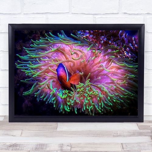Clownfish anemone anemones - anemone,