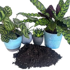 Organic house plant - organic,