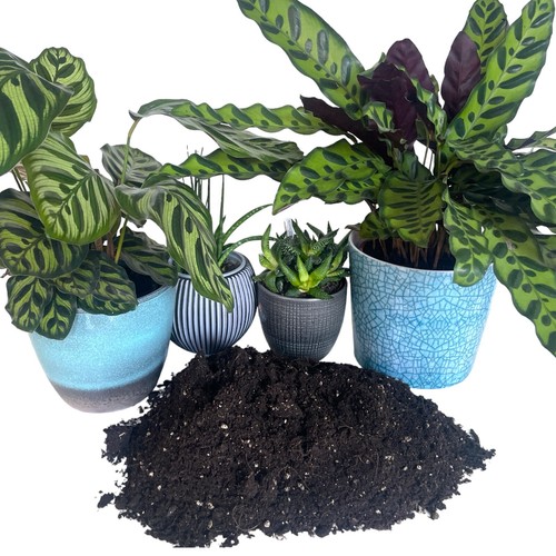 Organic house plant compost - organic,