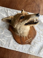 Taxidermy Fox Head