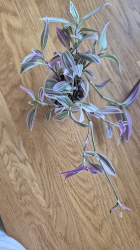 Tradescantia nanouk growing - tradescantia,