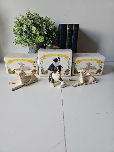 Leonardo border collie dog - border,