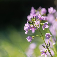 Cardamine pratensis Pond Plant in 9cm Pot - Cuckoo Flower Marginal Water Plant