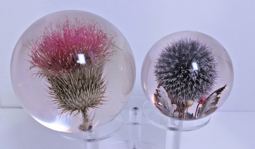 Hippcampus paperweight lucite - hippcampus,