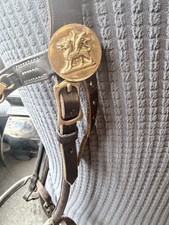 Colt/stallion In Hand English
