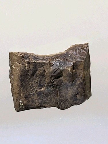 Rex tooth 4 superb - t-rex,
