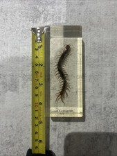 Resin Giant Asian Centipede