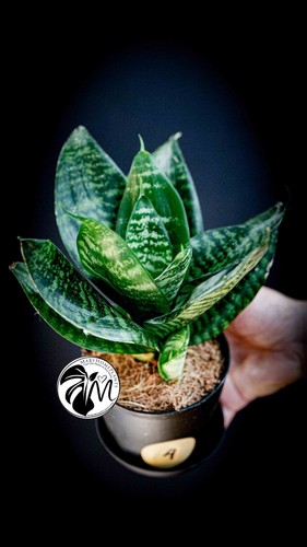 Sansevieria trifasciata hahnii - sansevieria,