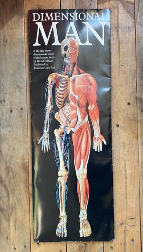 Dimensional man anatomical - man,