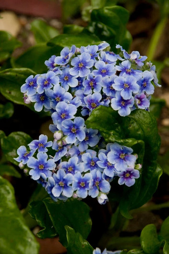 Myosotidium hortensia 3ltr