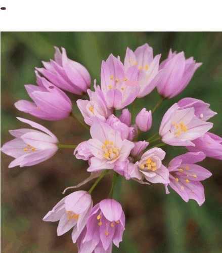 100 roseum allium garden - 5-100,