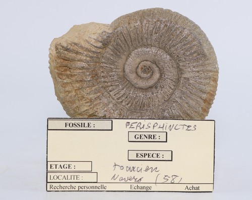 Ammonite fossil perisphinctes - ammonite,