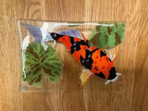 Koi carp fish - carp,