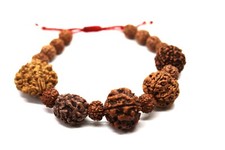 Rudraksha 2 3 4 5 6 7 Mukhi