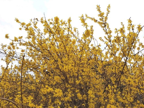 2pcs forsythia plants - forsythia, with