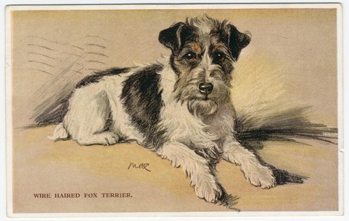 Wire haired fox - wire,