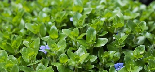 Bacopa caroliniana oxygenating - bacopa,