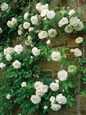 Climbing Rose - ICEBERG -