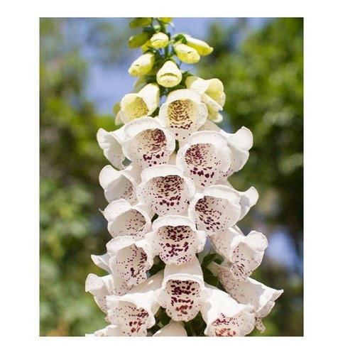 100 digitalis purpurea elsie - purpurea,