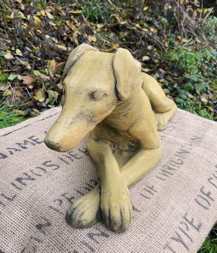 Whippet dog lying - , down