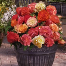 Begonia Heaven Scent x 10