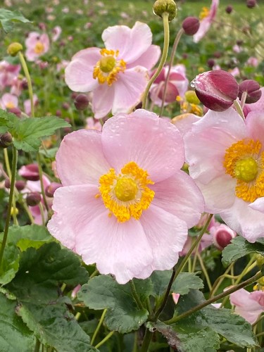 Pink japanese anemone - anemone, bare