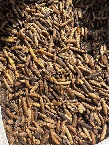 Bsf larvae 1kg - larvae,