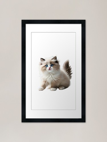 Playful ragdoll kitten framed - kitten,