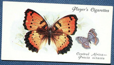 GAUDY COMMODORE    African