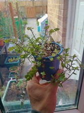Callisia Repens (Turtle Vine)