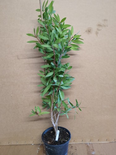Large tall red bottlebrush - large,