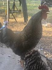 12 Barred Rock Chicken