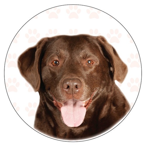 Chocolate labrador dog - chocolate,