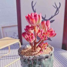 8cm succulent plant echeveria - 8cm,