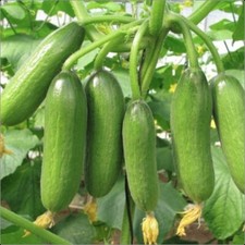 Cucumber 'MiniSweet' Plug