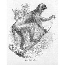 Diadem Lemur - Antique Print 1856