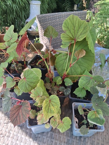 Hardy begonia lucky - begonia,
