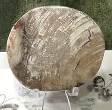 Crystal  Petrified Wood Slab