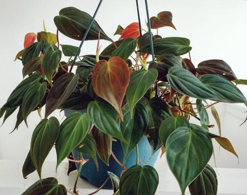 Philodendron micans velvet - philodendron,