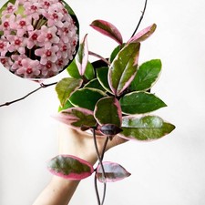 Hoya Flamingo dream houseplant