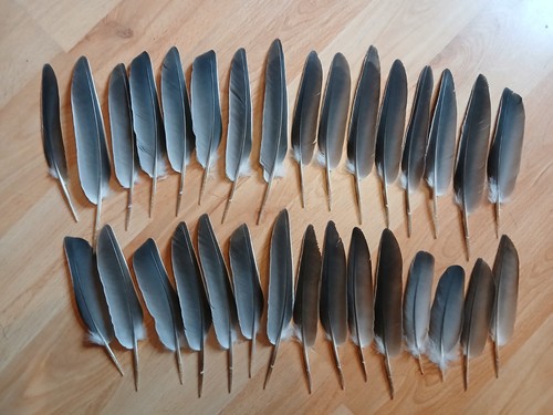 Pigeon wing feathers - 30,