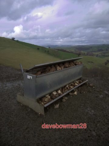 Photo sheep feeder when i - photo,
