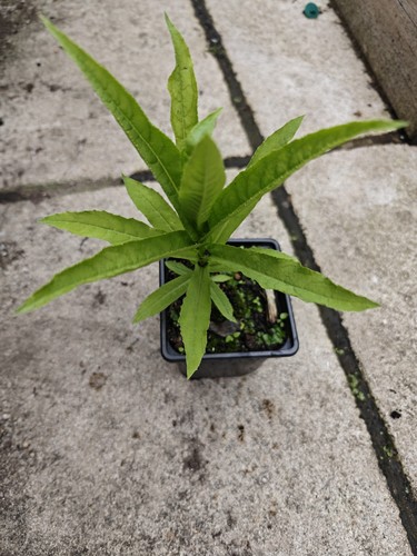 Lobelia bridgesii