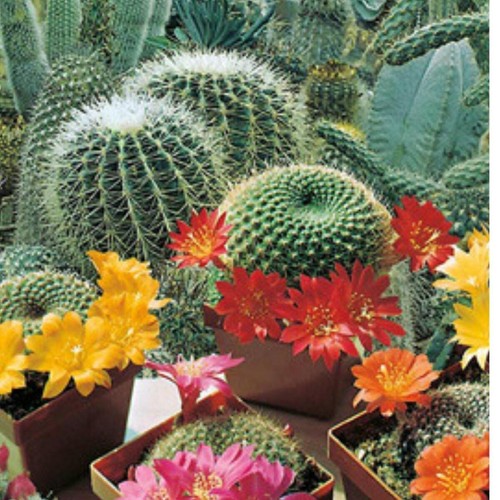 Cactus finest mix - seeds,
