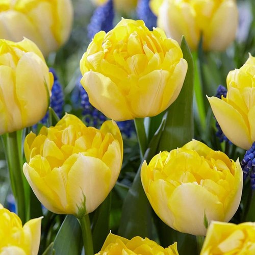 Tulip secret perfume golden - secret,