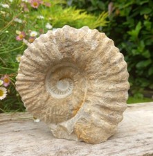 Large Fossil Ammonite