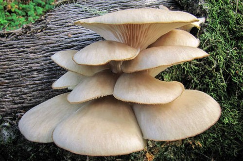 Seeds mushroom oyster - x,
